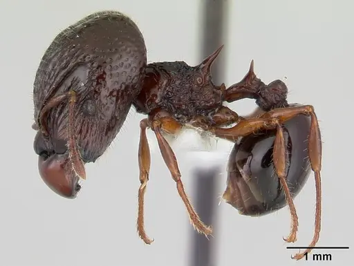 Acanthomyrmex ferox specimen CASENT0178570 image casent0178570_3