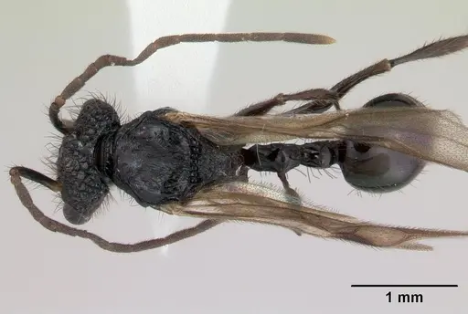 Acanthomyrmex ferox specimen CASENT0178571 image casent0178571_1