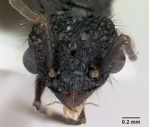 Acanthomyrmex ferox specimen CASENT0178571 image casent0178571_2