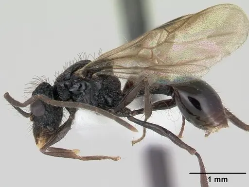 Acanthomyrmex ferox specimen CASENT0178571 image casent0178571_3