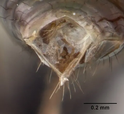 Acanthomyrmex ferox specimen CASENT0178571 image casent0178571_4
