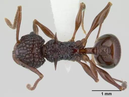 Acanthomyrmex ferox specimen CASENT0178572 image casent0178572_1
