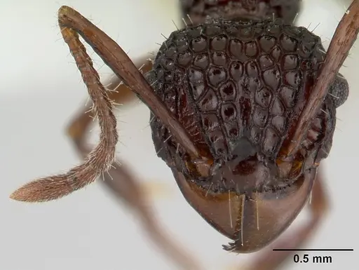Acanthomyrmex ferox specimen CASENT0178572 image casent0178572_2