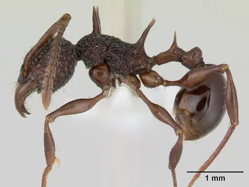Acanthomyrmex ferox specimen CASENT0178572 image casent0178572_3