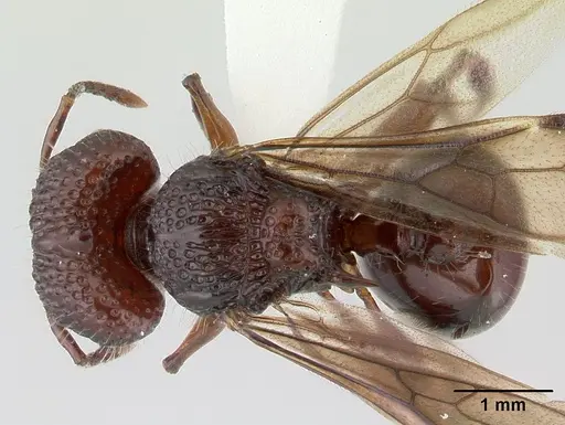 Acanthomyrmex ferox specimen CASENT0178573 image casent0178573_1