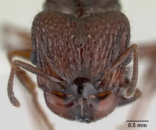 Acanthomyrmex ferox specimen CASENT0178573 image casent0178573_2