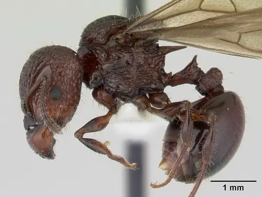 Acanthomyrmex ferox specimen CASENT0178573 image casent0178573_3