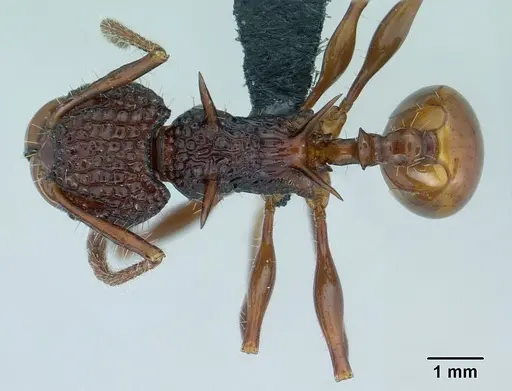 Acanthomyrmex ferox specimen CASENT0179619 image casent0179619_1