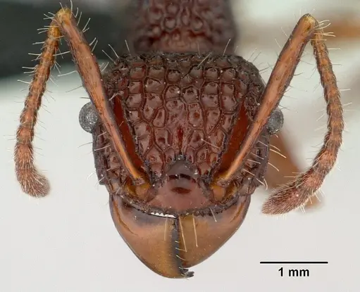 Acanthomyrmex ferox specimen CASENT0179619 image casent0179619_2