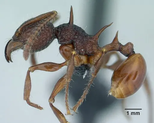 Acanthomyrmex ferox specimen CASENT0179619 image casent0179619_3