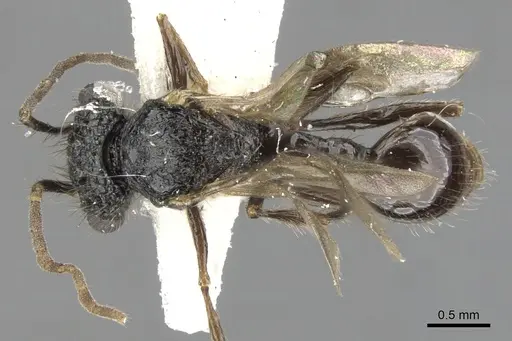 Acanthomyrmex ferox specimen CASENT0901705 image casent0901705_1