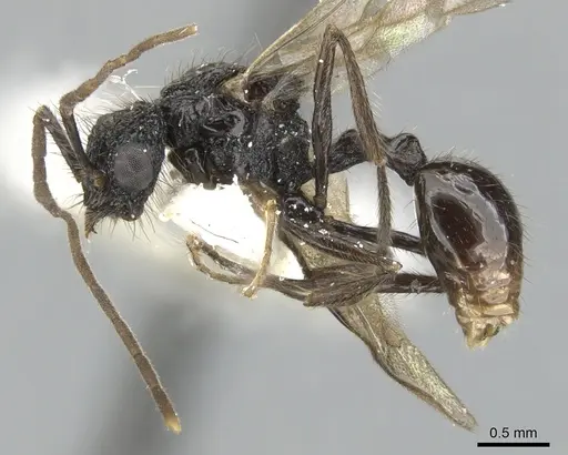 Acanthomyrmex ferox specimen CASENT0901705 image casent0901705_3