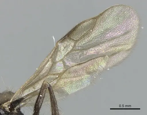 Acanthomyrmex ferox specimen CASENT0901705 image casent0901705_4