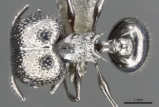 Acanthomyrmex ferox specimen CASENT0901787 image casent0901787_1