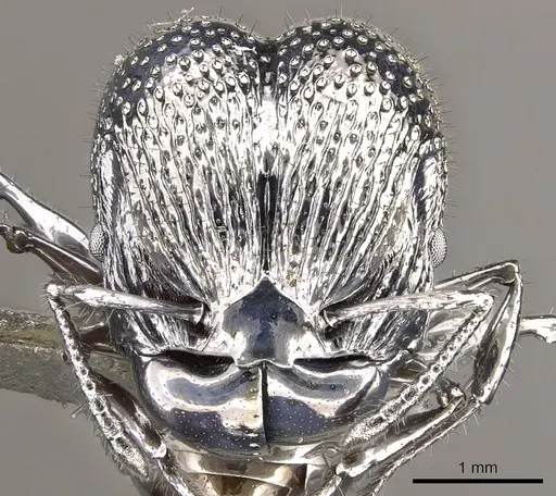 Acanthomyrmex ferox specimen CASENT0901787 image casent0901787_2