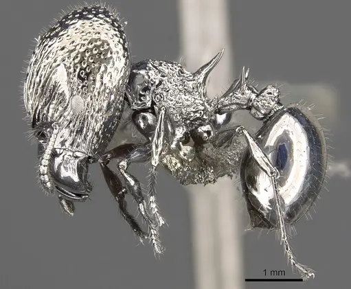 Acanthomyrmex ferox specimen CASENT0901787 image casent0901787_3