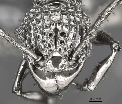 Acanthomyrmex ferox specimen CASENT0901788 image casent0901788_2