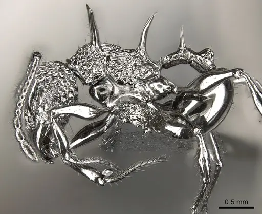 Acanthomyrmex ferox specimen CASENT0901788 image casent0901788_3
