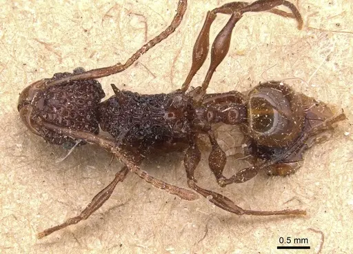Acanthomyrmex ferox specimen CASENT0904703 image casent0904703_1