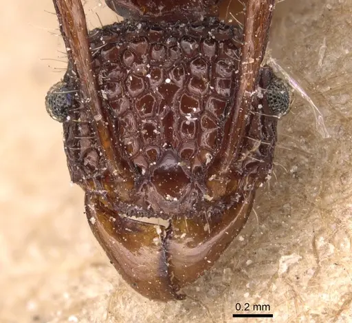 Acanthomyrmex ferox specimen CASENT0904703 image casent0904703_2