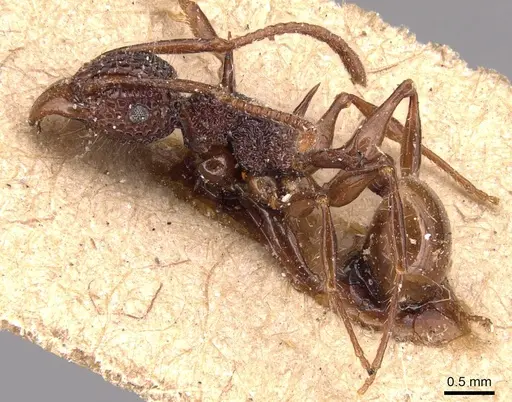 Acanthomyrmex ferox specimen CASENT0904703 image casent0904703_3