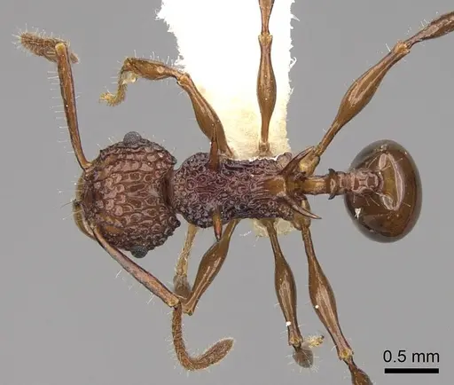 Acanthomyrmex ferox specimen CASENT0922953 image casent0922953_1
