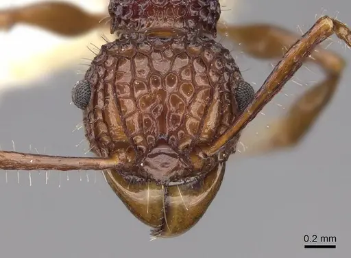 Acanthomyrmex ferox specimen CASENT0922953 image casent0922953_2