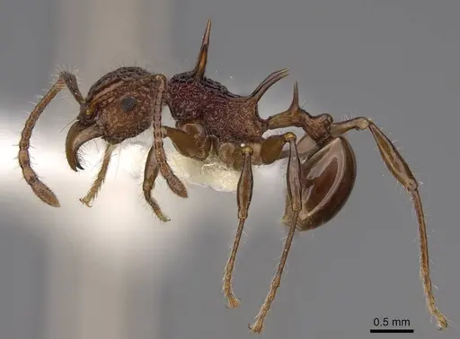 Acanthomyrmex ferox specimen CASENT0922953 image casent0922953_3