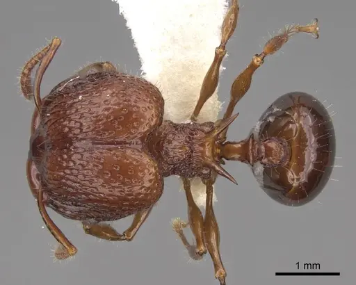 Acanthomyrmex ferox specimen CASENT0922954 image casent0922954_1