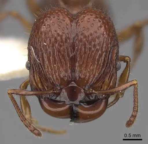 Acanthomyrmex ferox specimen CASENT0922954 image casent0922954_2