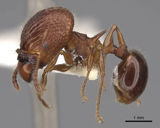 Acanthomyrmex ferox specimen CASENT0922954 image casent0922954_3