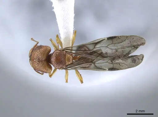 Acanthomyrmex glabfemoralis specimen CASENT0651302 image casent0651302_1