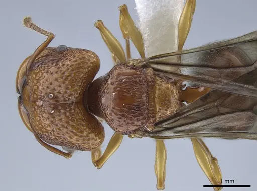 Acanthomyrmex glabfemoralis specimen CASENT0651302 image casent0651302_2