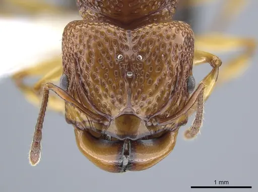 Acanthomyrmex glabfemoralis specimen CASENT0651302 image casent0651302_3