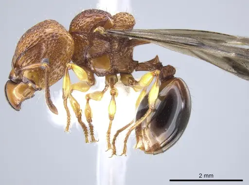 Acanthomyrmex glabfemoralis specimen CASENT0651302 image casent0651302_4