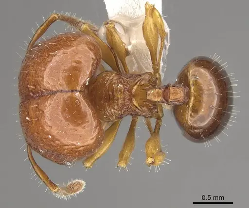 Acanthomyrmex humilis specimen CASENT0911123 image casent0911123_1