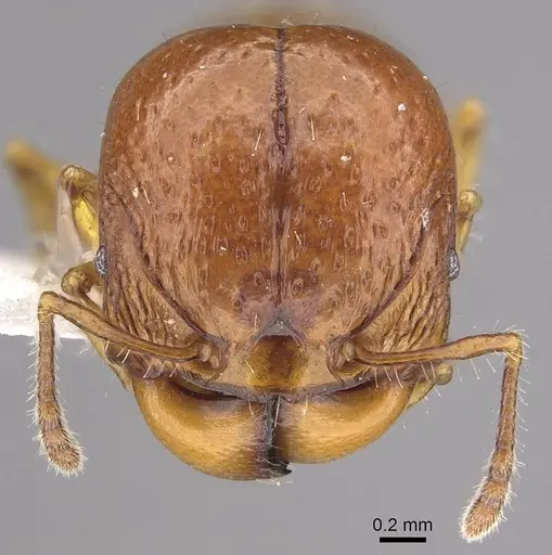 Acanthomyrmex humilis specimen CASENT0911123 image casent0911123_2