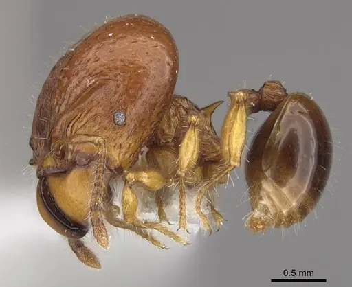 Acanthomyrmex humilis specimen CASENT0911123 image casent0911123_3