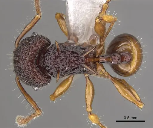 Acanthomyrmex humilis specimen CASENT0911124 image casent0911124_1