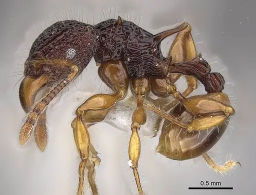 Acanthomyrmex humilis specimen CASENT0911124 image casent0911124_3
