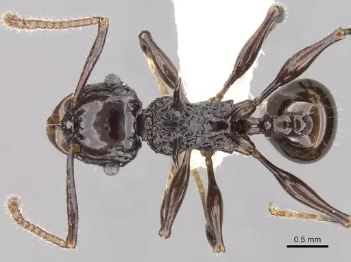 Acanthomyrmex laevis specimen CASENT0281792 image casent0281792_1