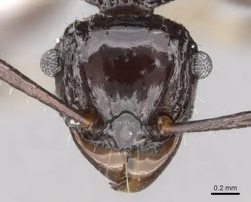 Acanthomyrmex laevis specimen CASENT0281792 image casent0281792_2