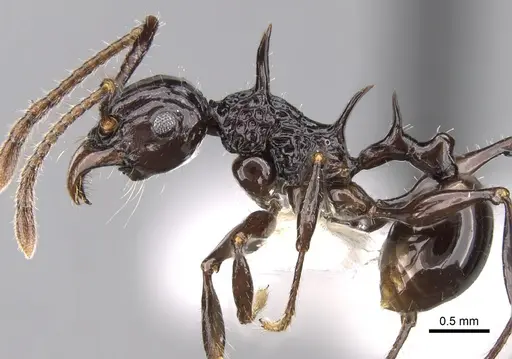Acanthomyrmex laevis specimen CASENT0281792 image casent0281792_3