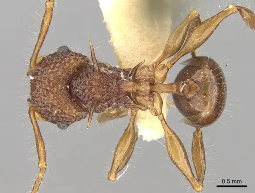 Acanthomyrmex luciolae specimen CASENT0281791 image casent0281791_1