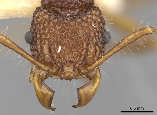 Acanthomyrmex luciolae specimen CASENT0281791 image casent0281791_2