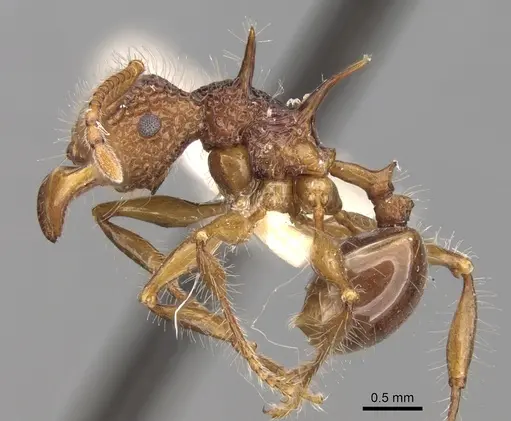 Acanthomyrmex luciolae specimen CASENT0281791 image casent0281791_3