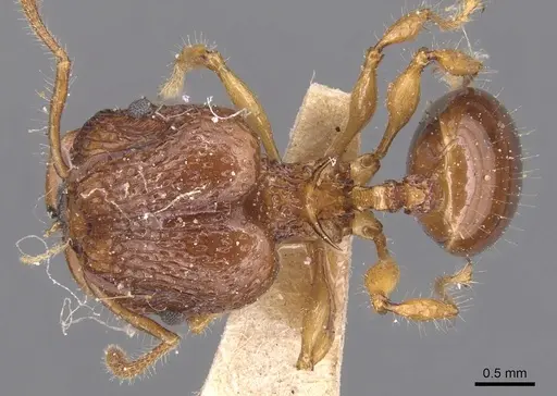 Acanthomyrmex luciolae specimen CASENT0904701 image casent0904701_1