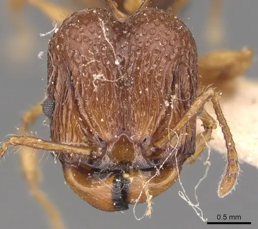 Acanthomyrmex luciolae specimen CASENT0904701 image casent0904701_2