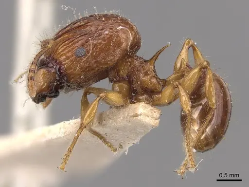 Acanthomyrmex luciolae specimen CASENT0904701 image casent0904701_3