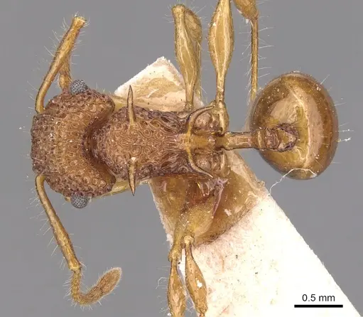 Acanthomyrmex luciolae specimen CASENT0904702 image casent0904702_1